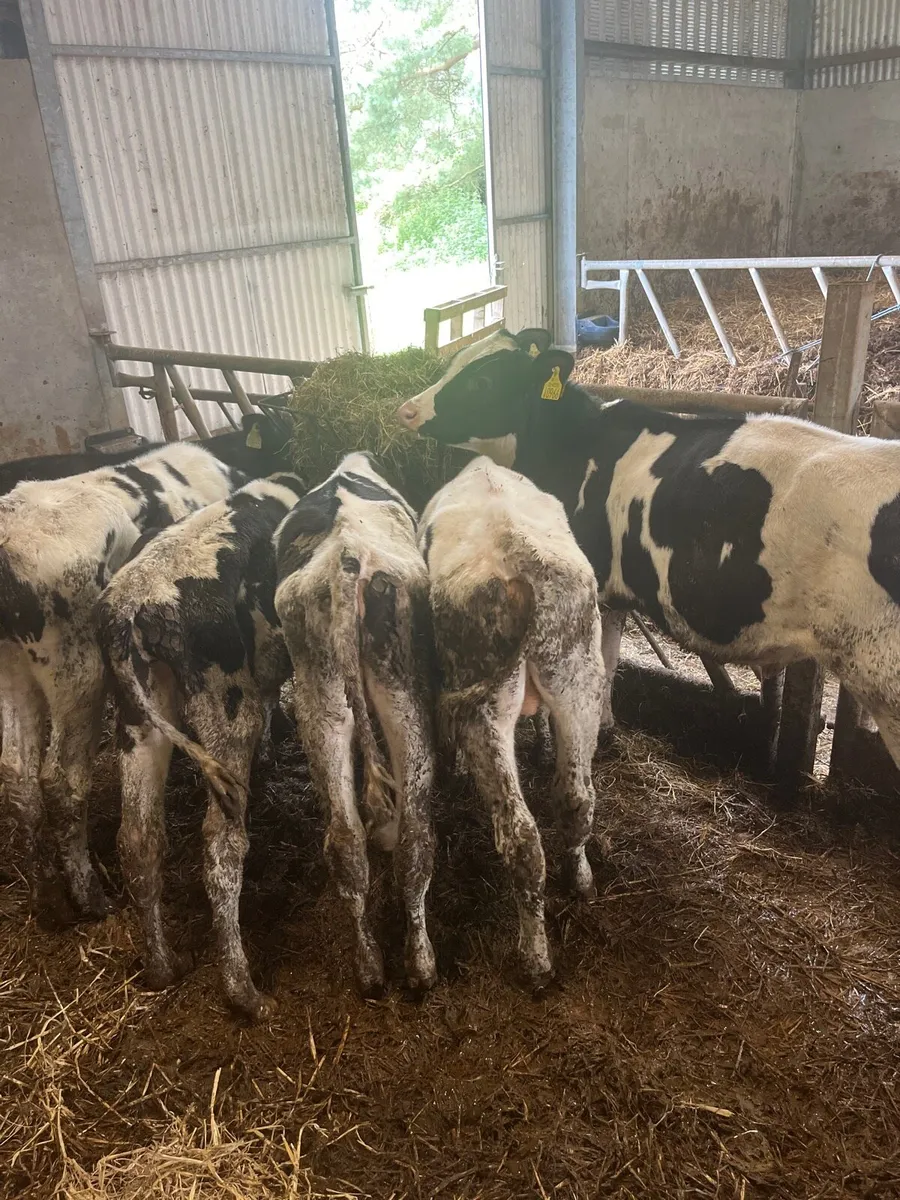 Bull calves - Image 4