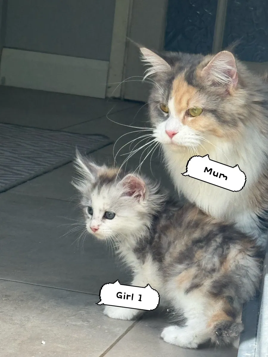 Maine coon kittens - Image 2