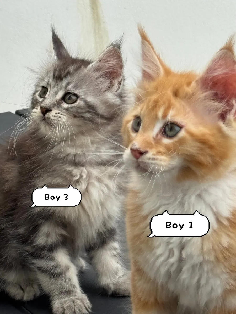 Maine coon kittens - Image 1