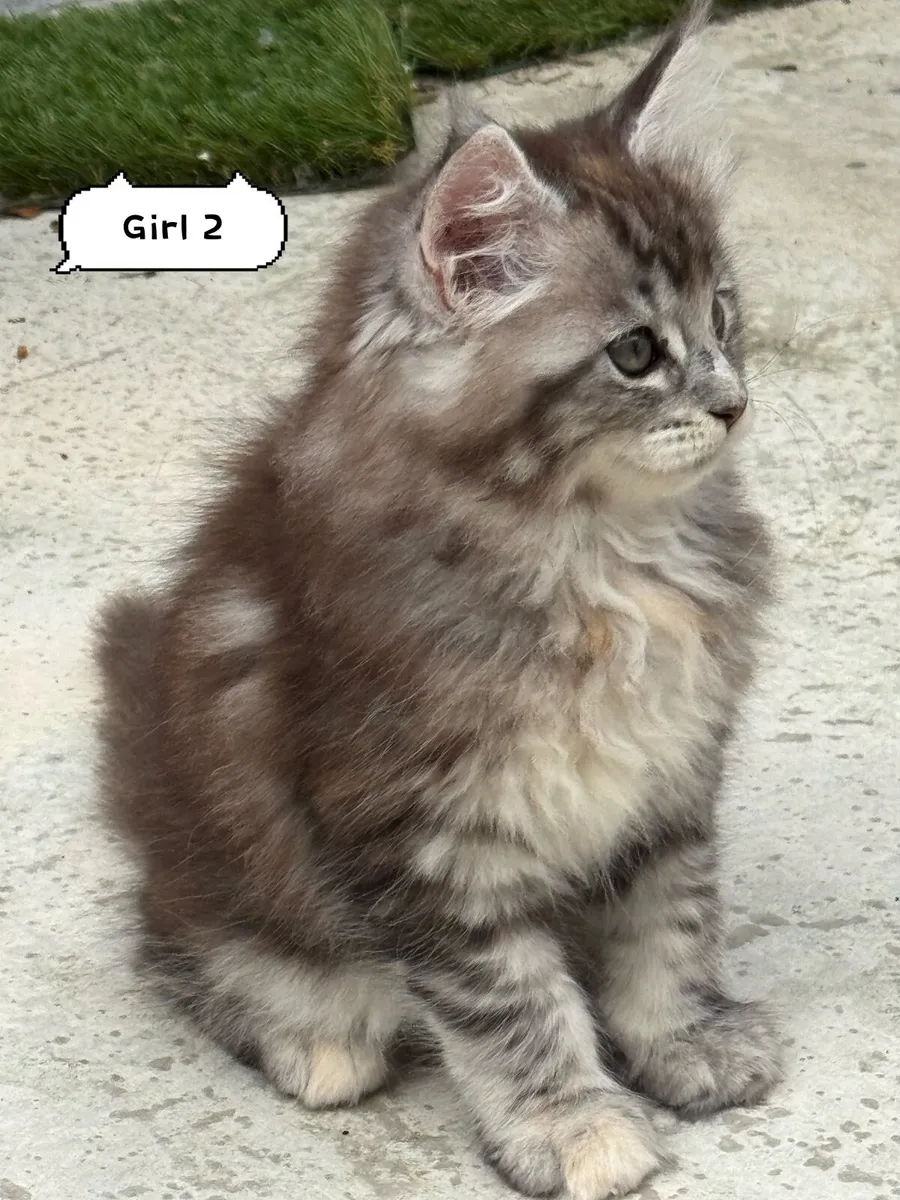 Maine coon kittens - Image 3