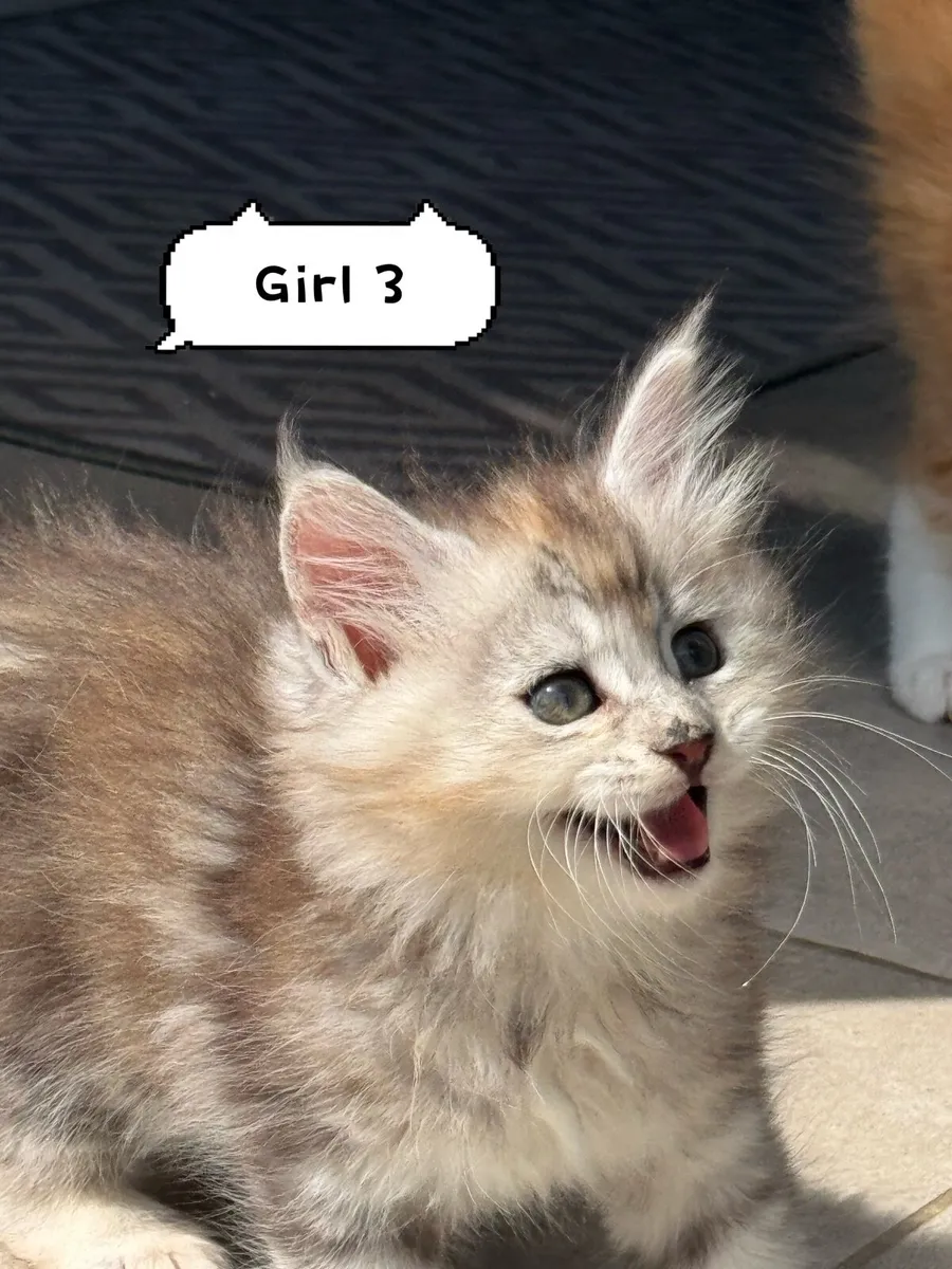 Maine coon kittens - Image 4