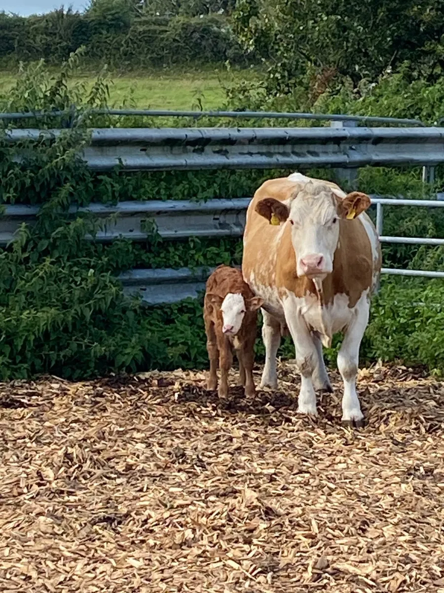 Suckler cow - Image 1