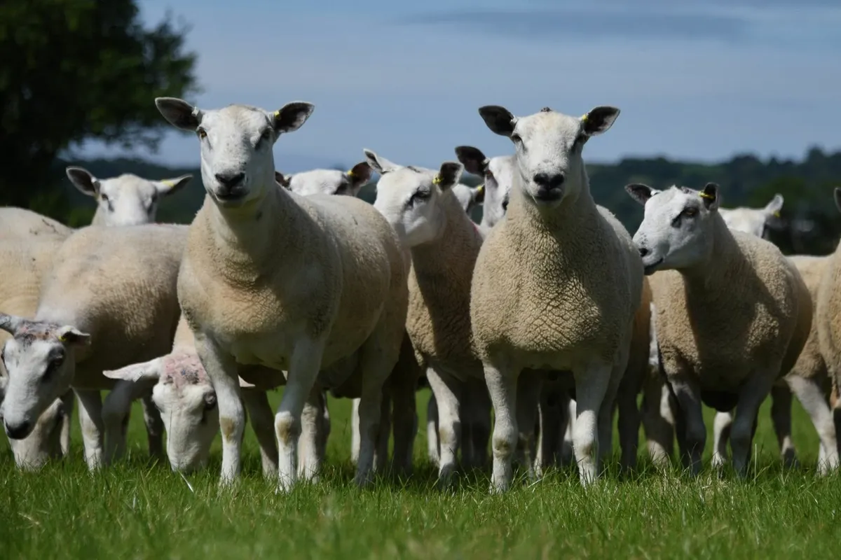 Sheep Show and Sale