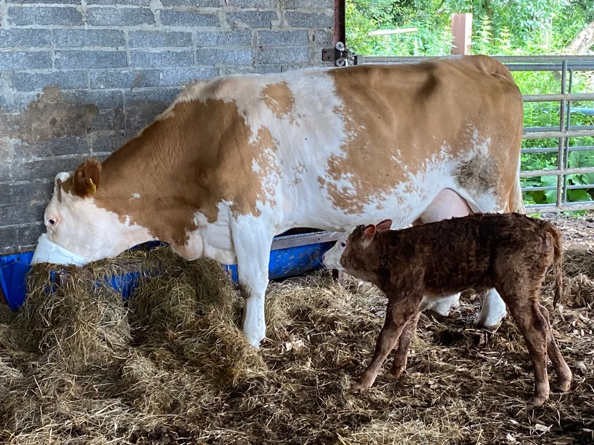 Suckler cow - Image 2