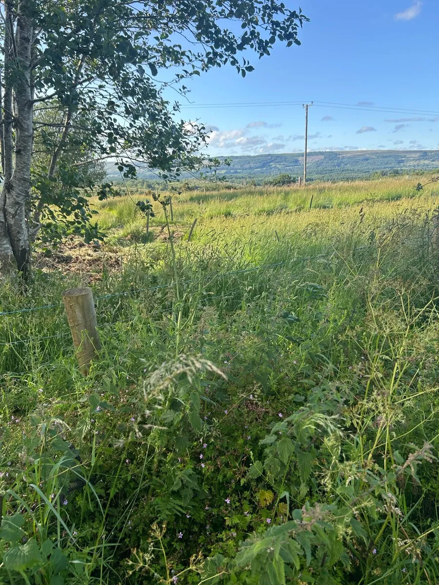 Grazing - Image 1