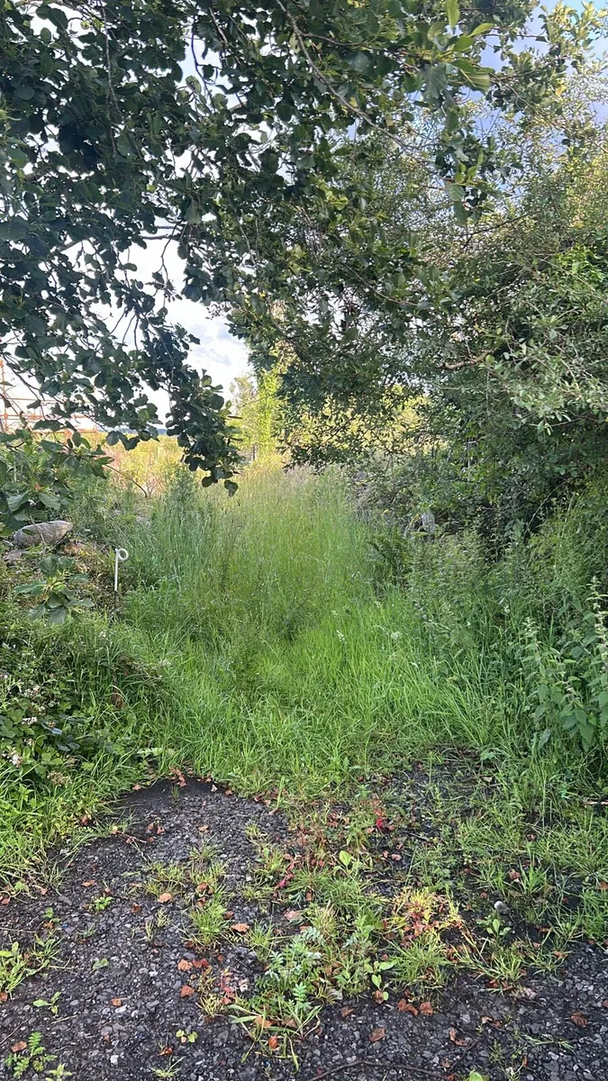Grazing - Image 2