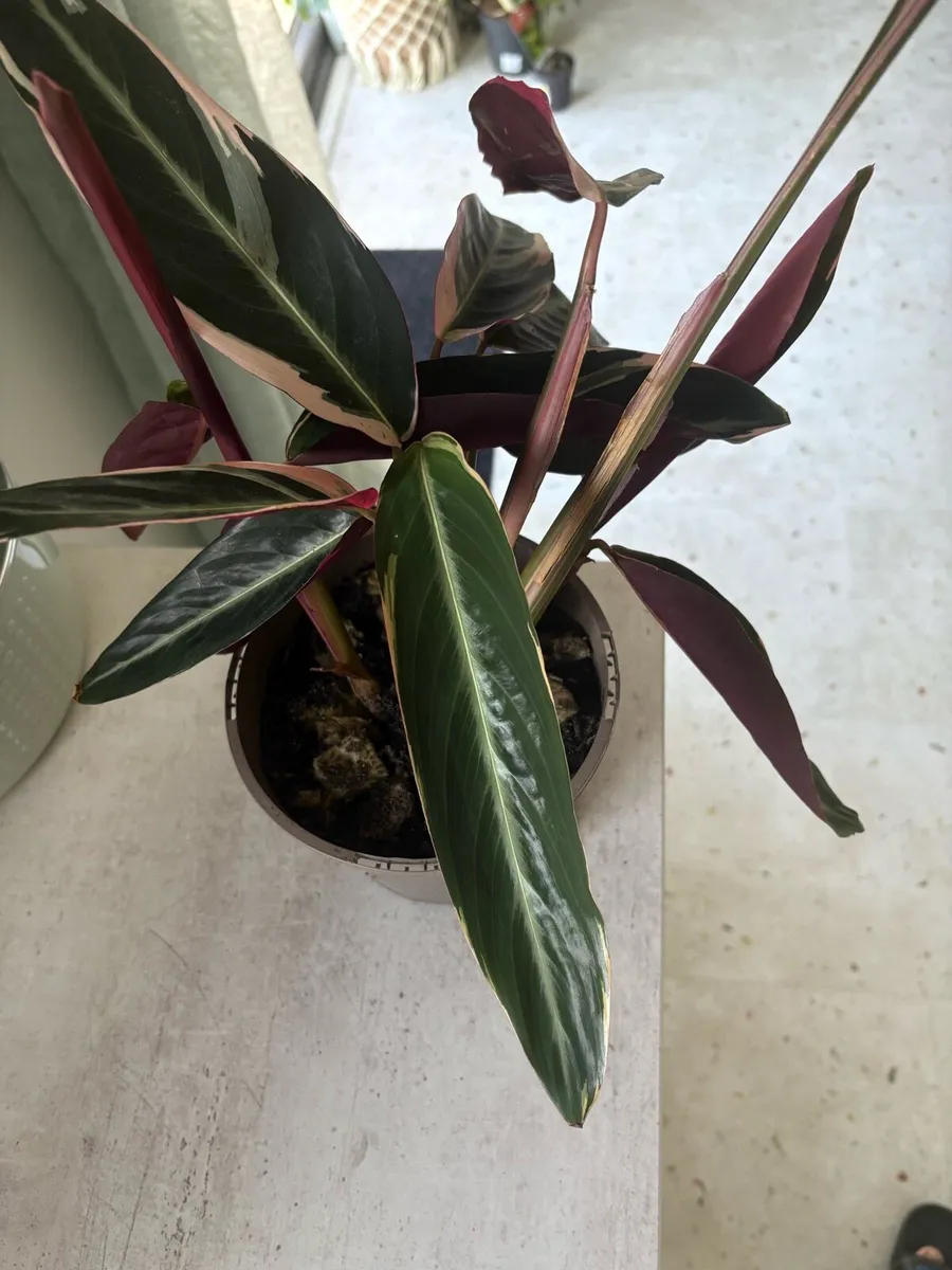 Calathea houseplants - lush indoor plants - Image 1