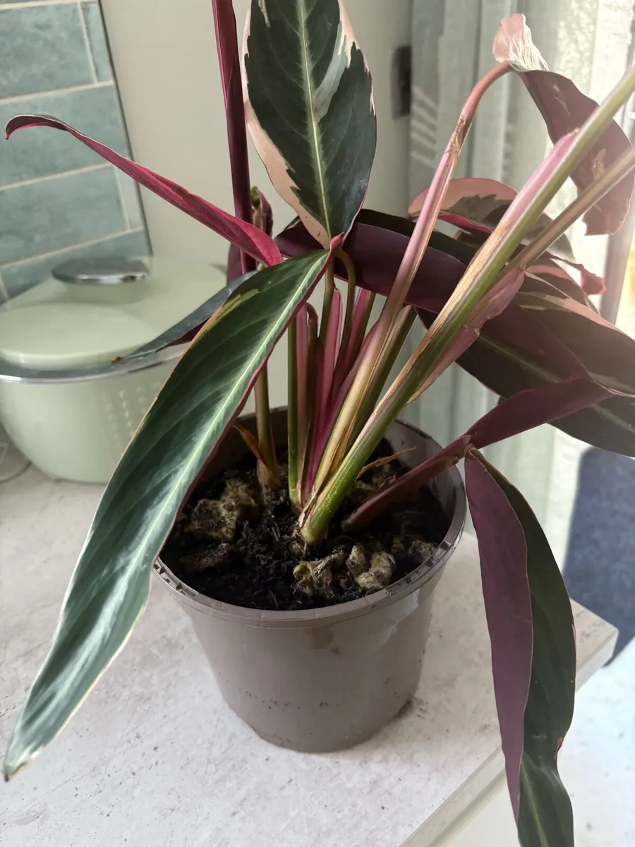 Calathea houseplants - lush indoor plants - Image 2