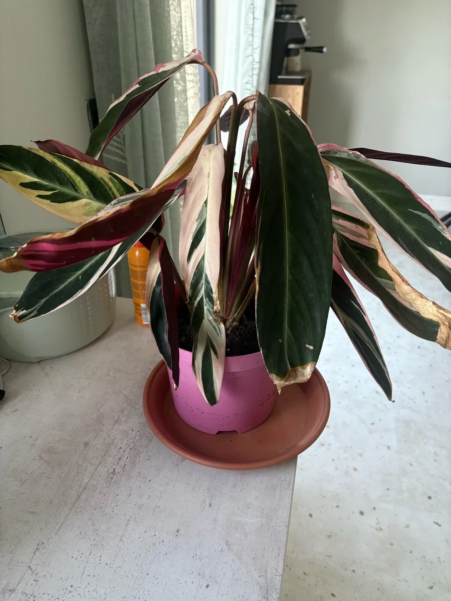 Calathea houseplants - lush indoor plants - Image 3