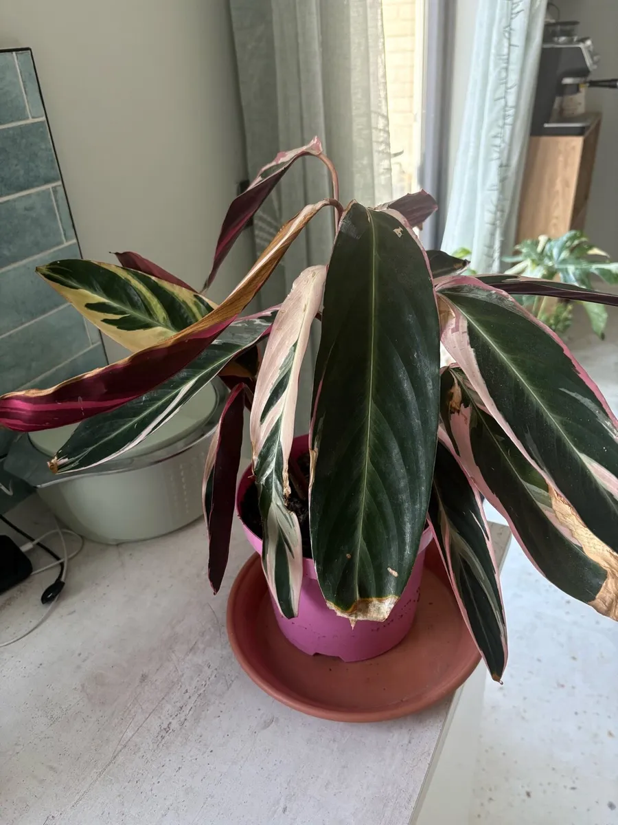 Calathea houseplants - lush indoor plants - Image 4