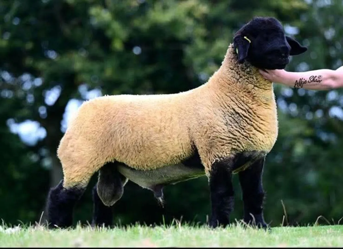 Suffolk rams sheep - Image 2