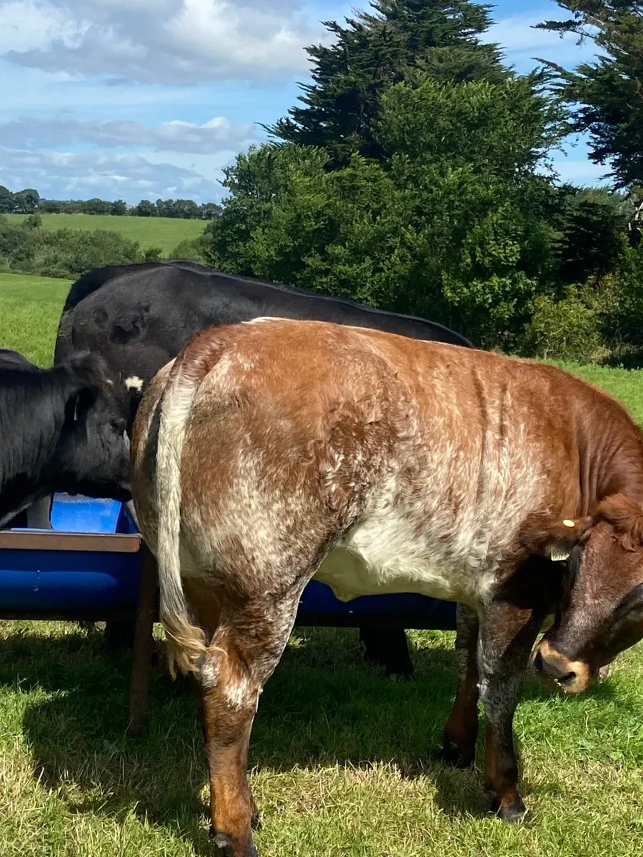 Belgian Blue weanlings - Image 3