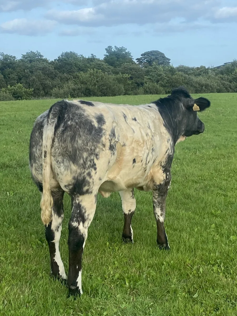 Belgian Blue weanlings - Image 4