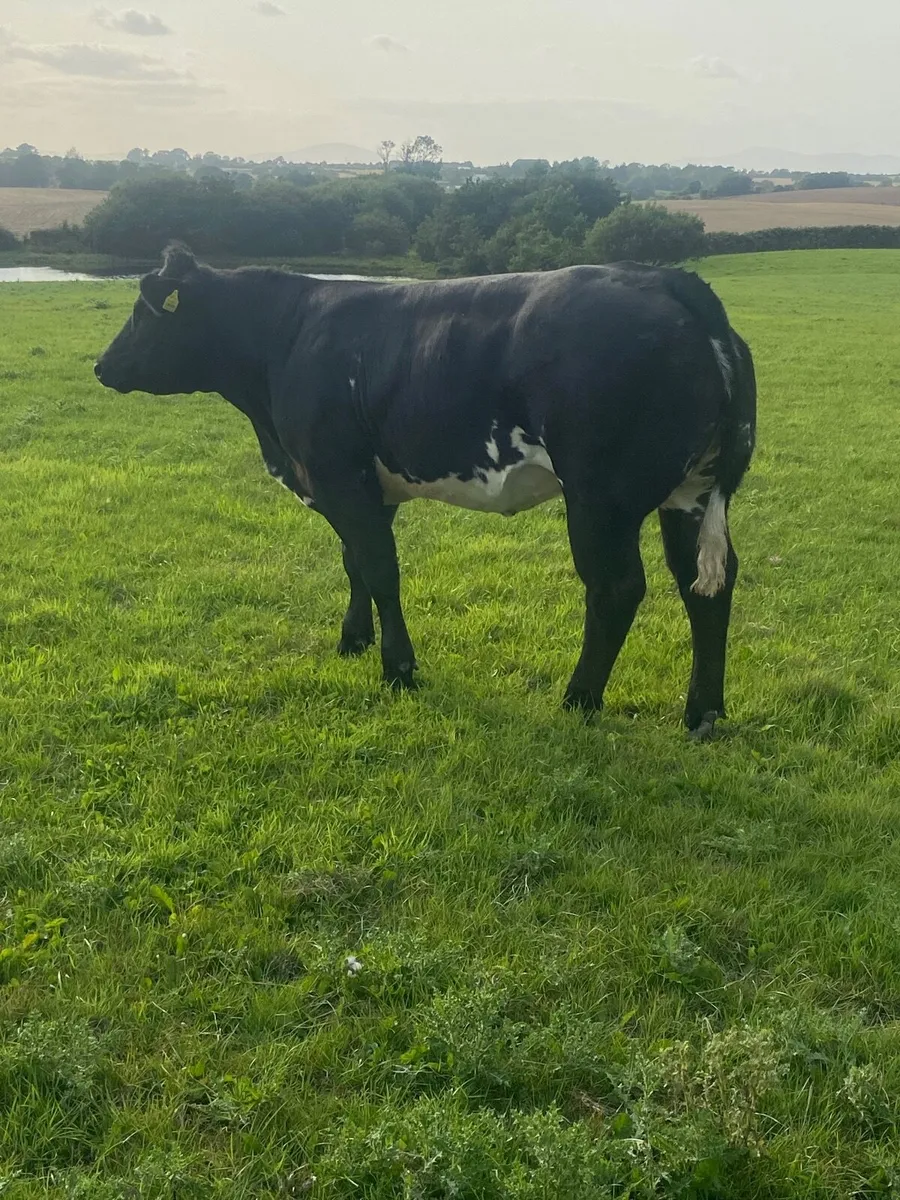 Belgian Blue weanlings - Image 2