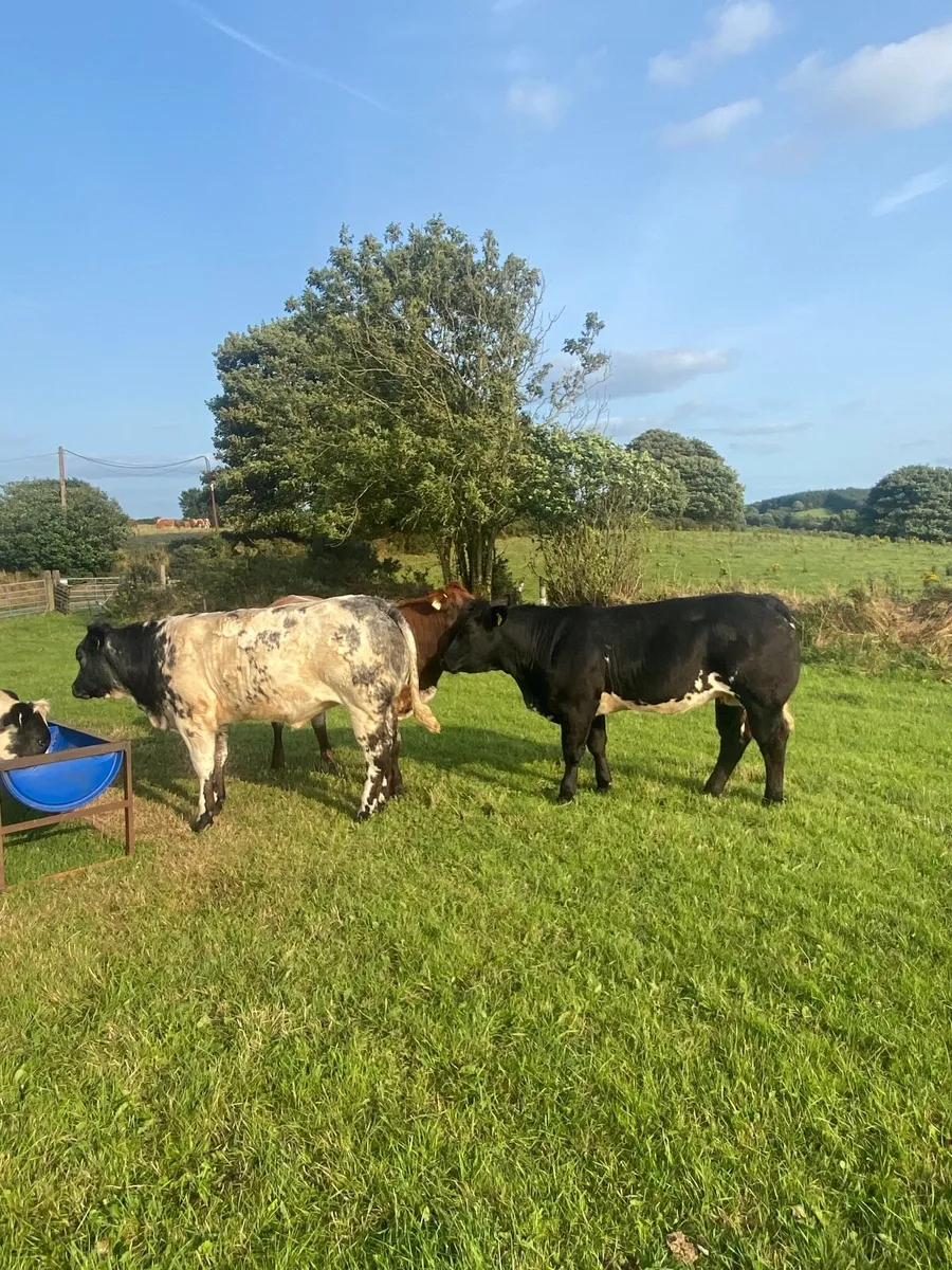 Belgian Blue weanlings - Image 1