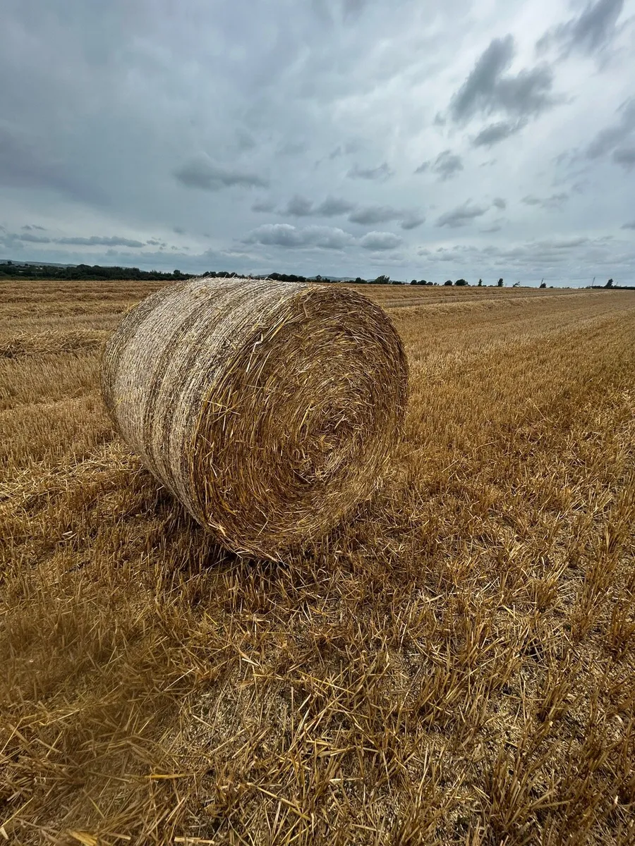 Straw - wheaten - Image 1