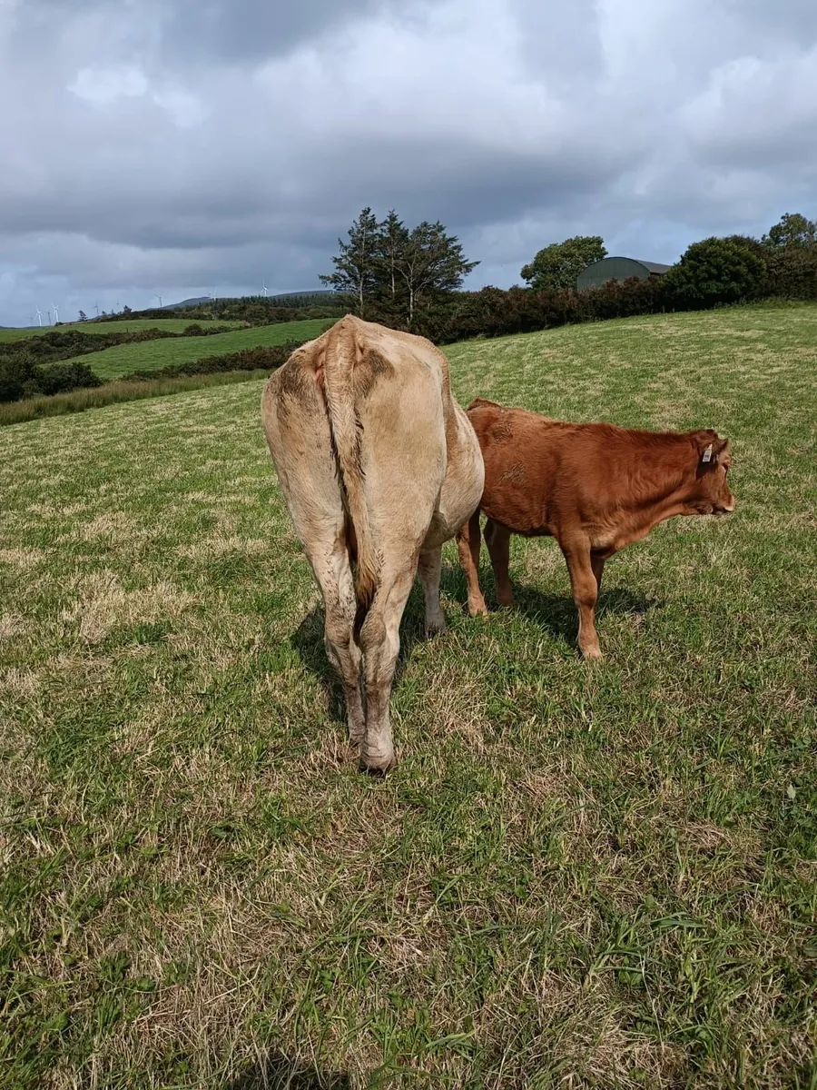 Heifers with Calves - Image 2