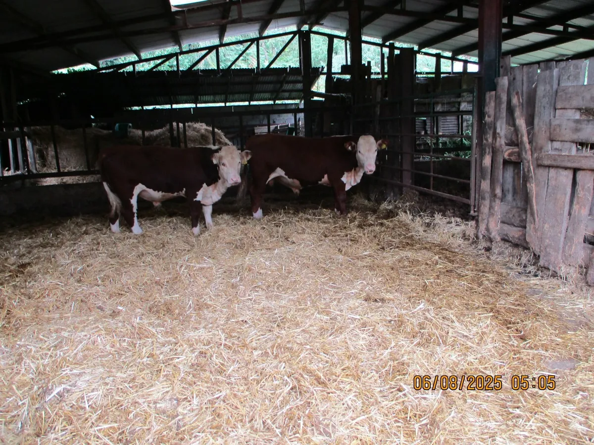 bull - Image 1