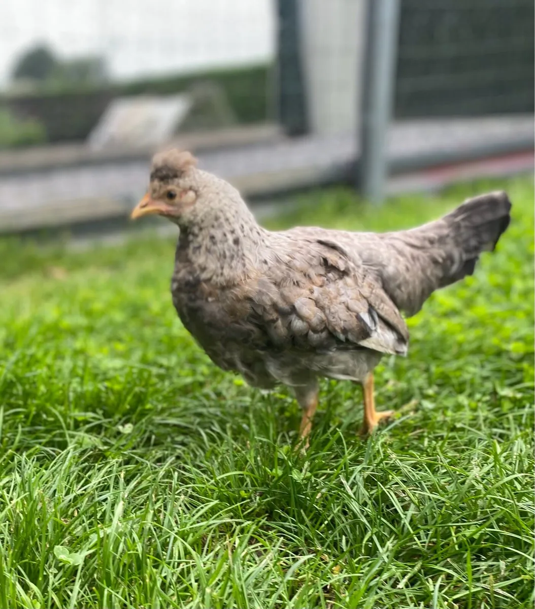 Pullets - Image 1