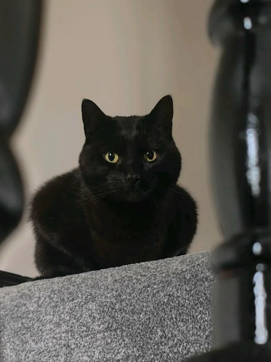 Black Cat - Image 1