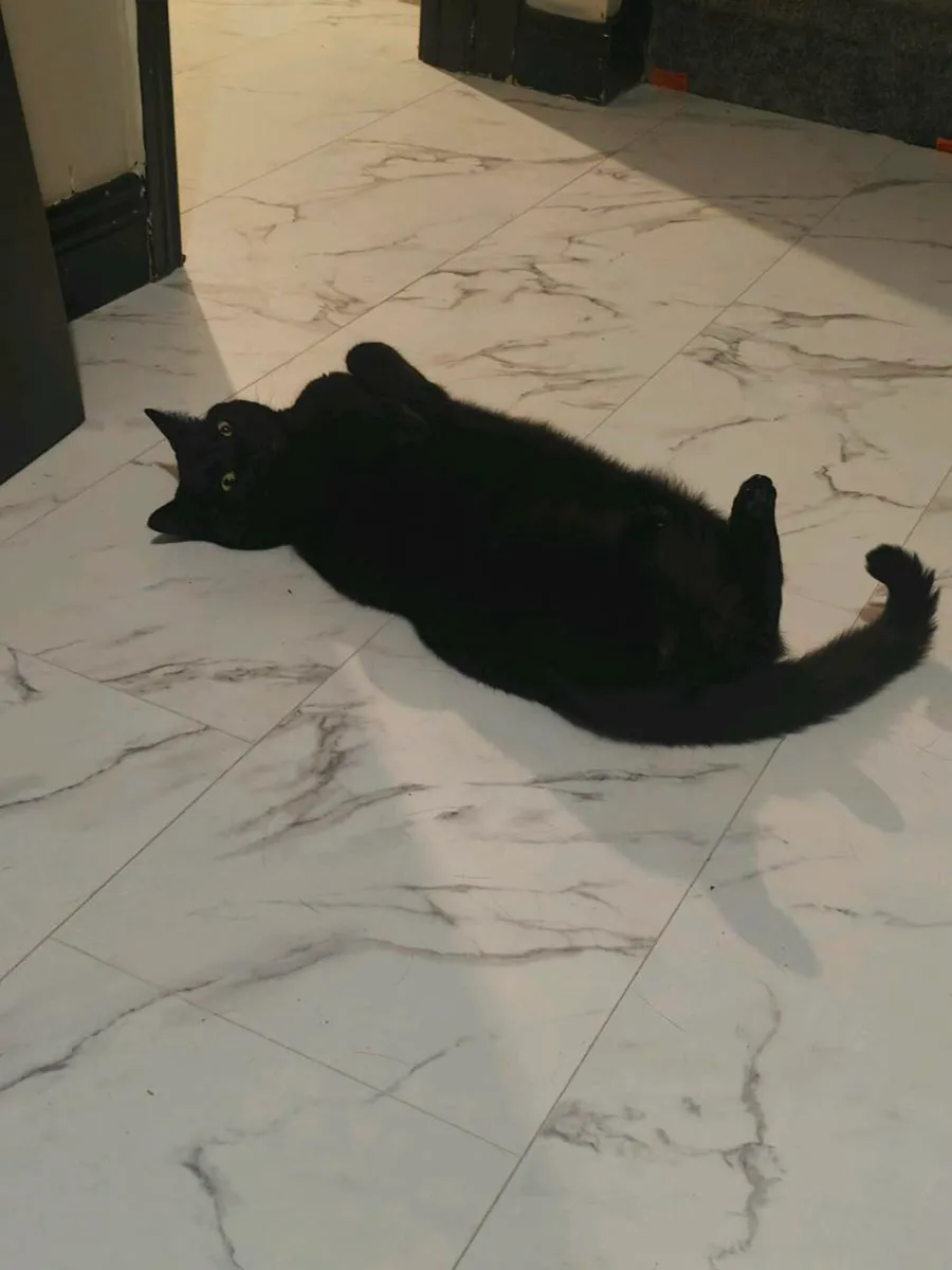 Black Cat - Image 2