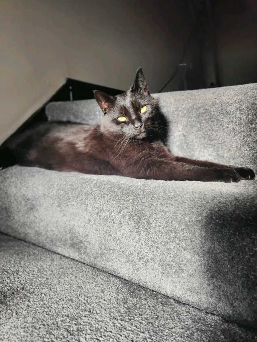 Black Cat - Image 4