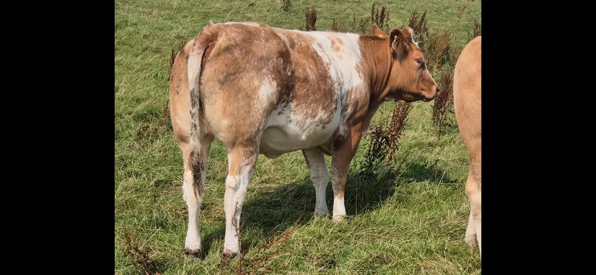 Incalf Heifers - Image 1