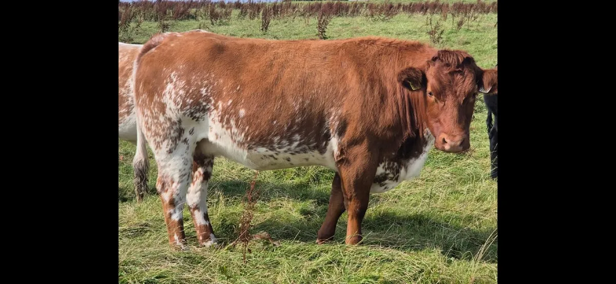 Incalf Heifers - Image 2