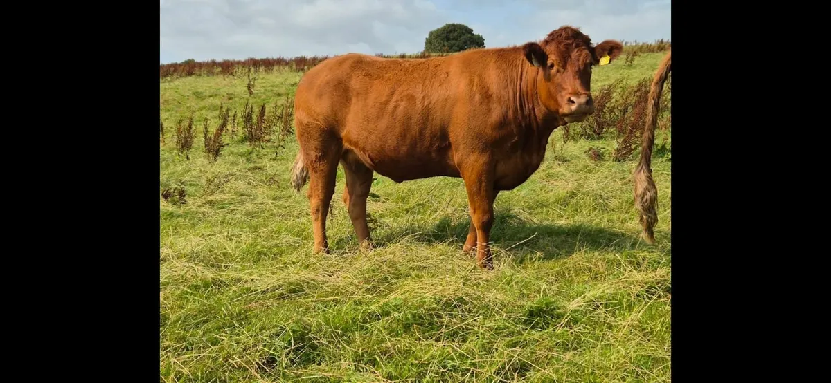 Incalf Heifers - Image 3