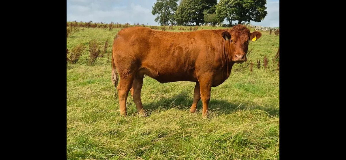 Incalf Heifers - Image 4