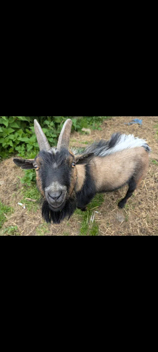 Male Pygmy Goat - Image 1