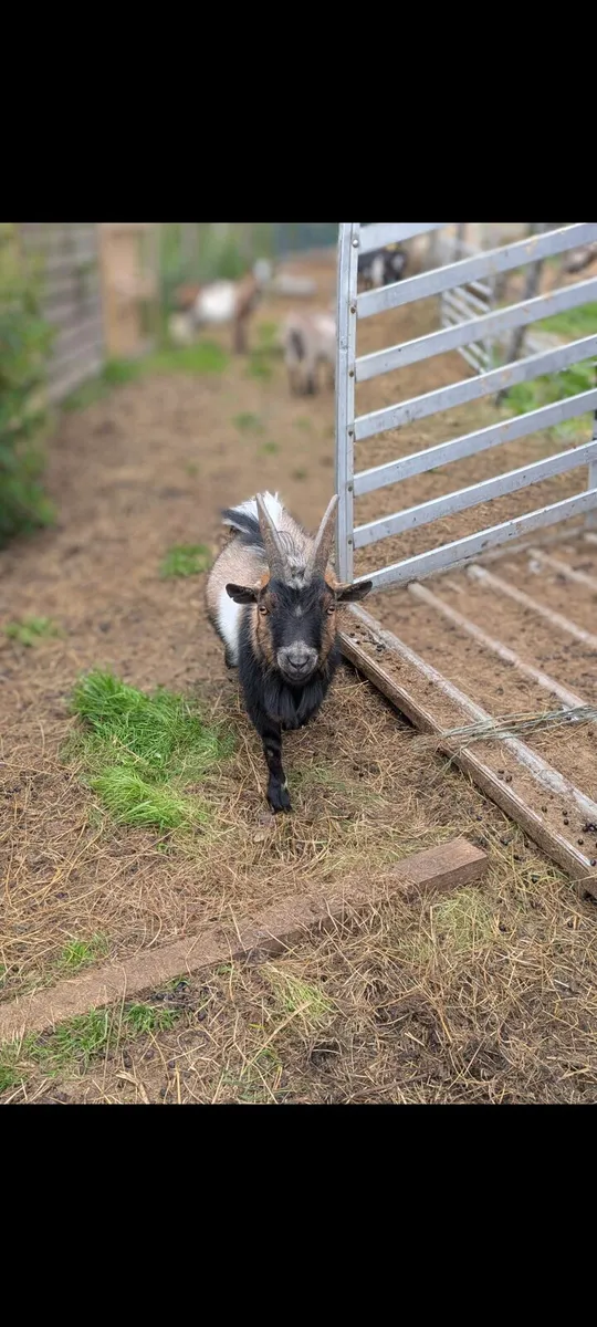 Male Pygmy Goat - Image 2