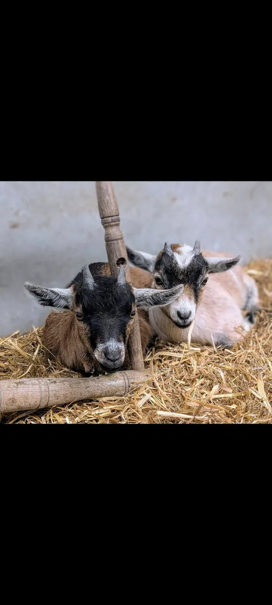Male Pygmy Goat - Image 3