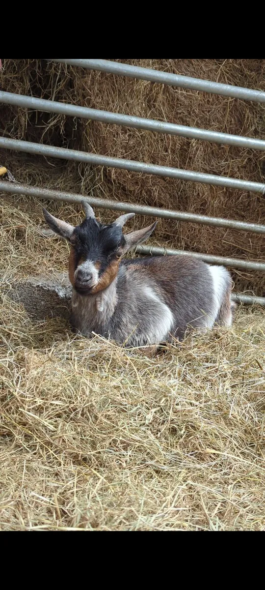 Male Pygmy Goat - Image 4