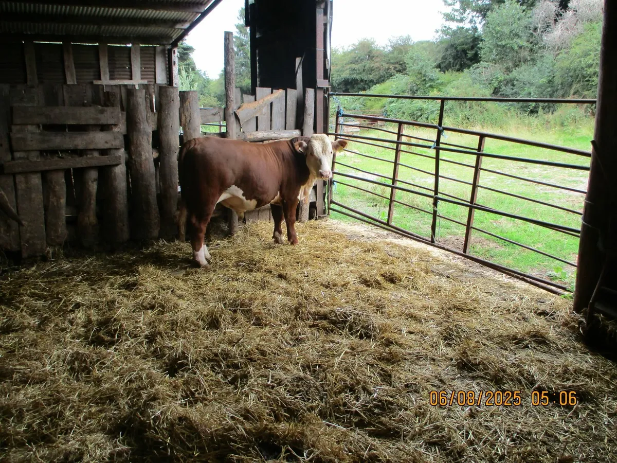 bull - Image 4