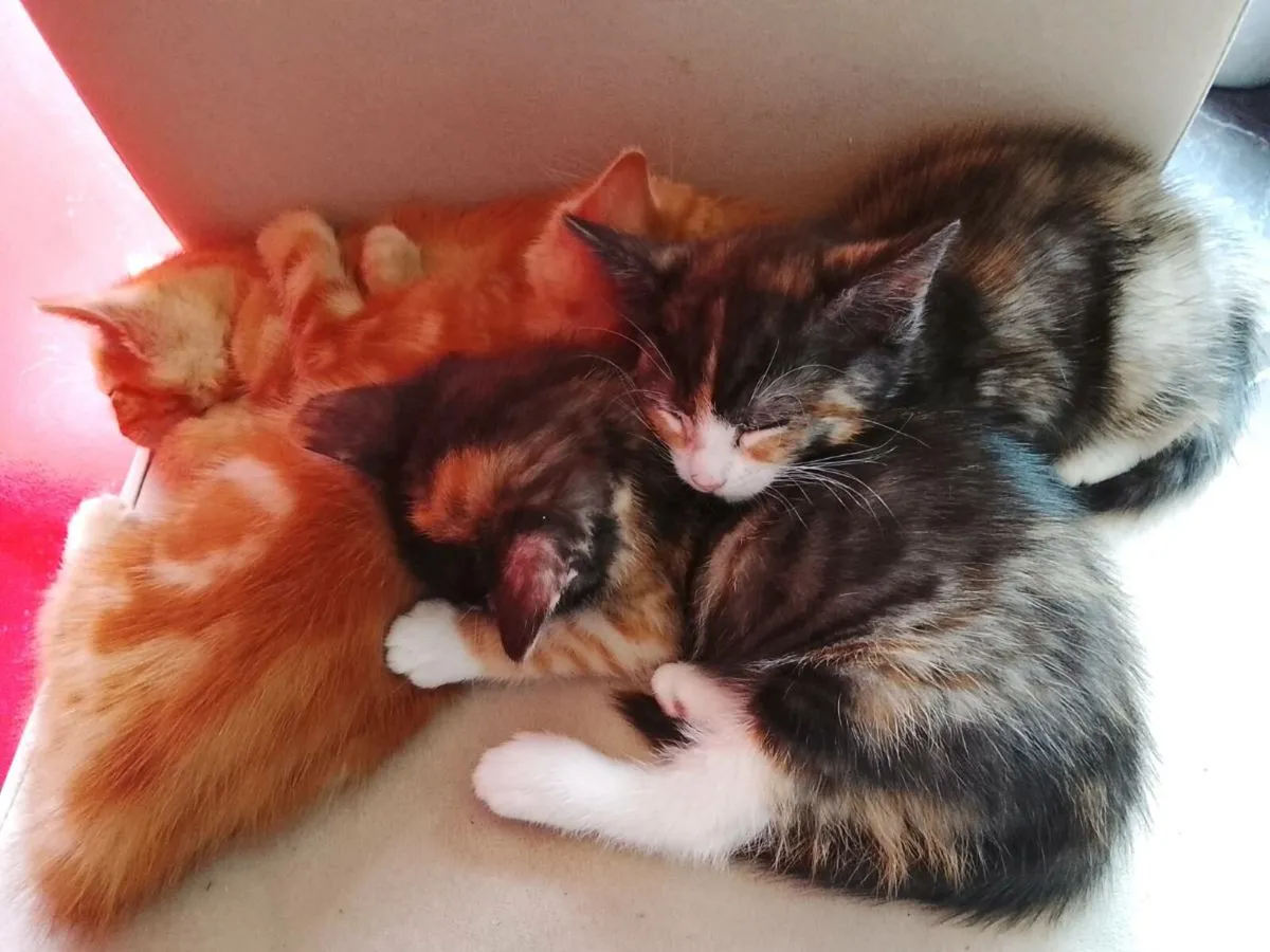 Tabby Kittens - Image 1
