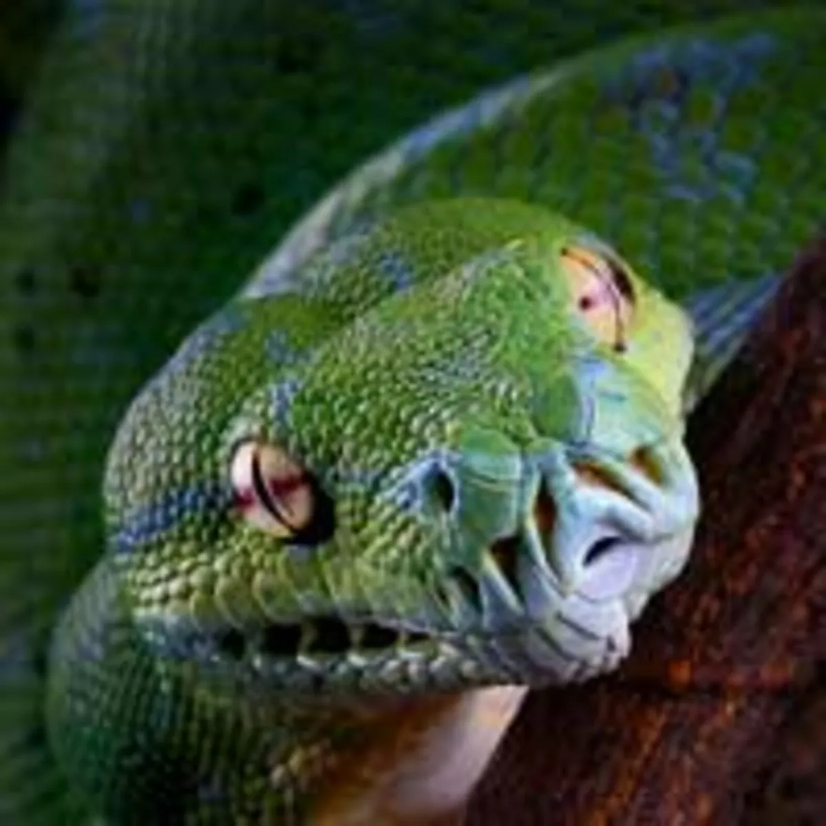 Reptiles