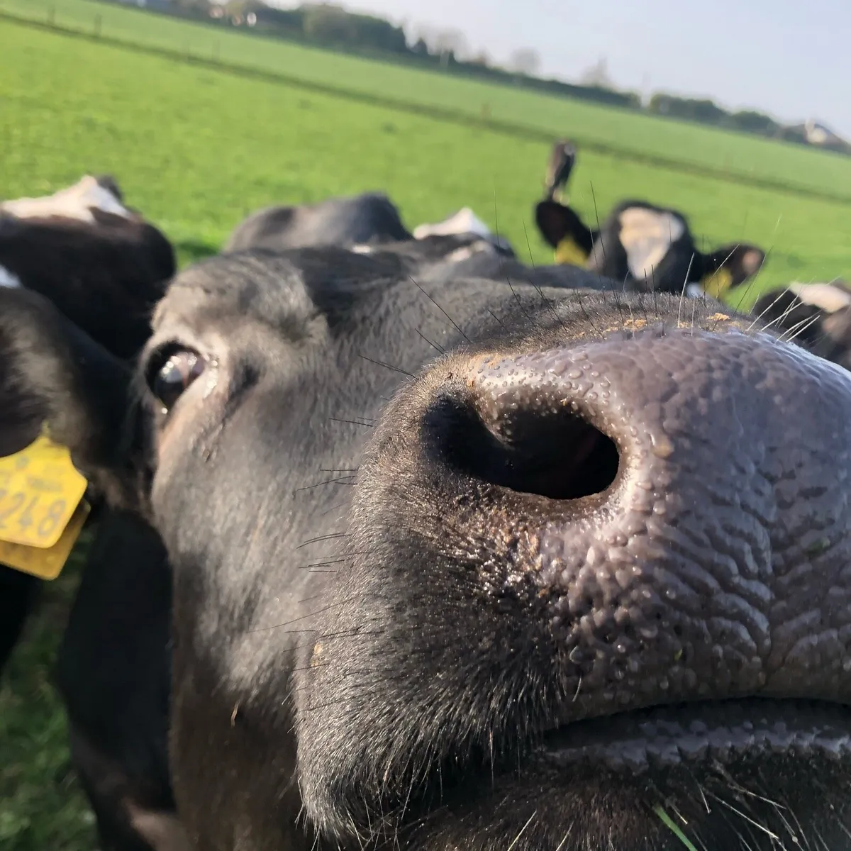 Relief Milker Available - Image 2