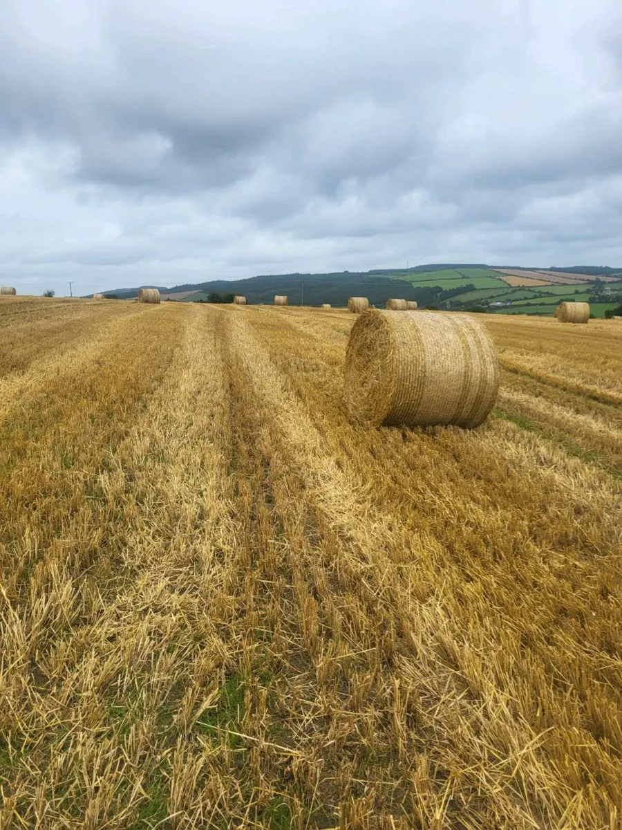 Straw bales - Image 2