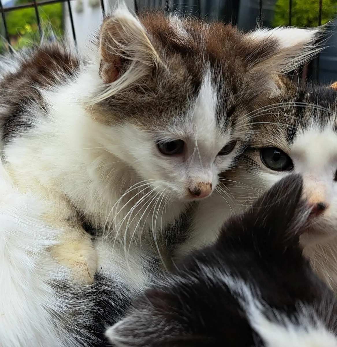 Kittens - Image 2
