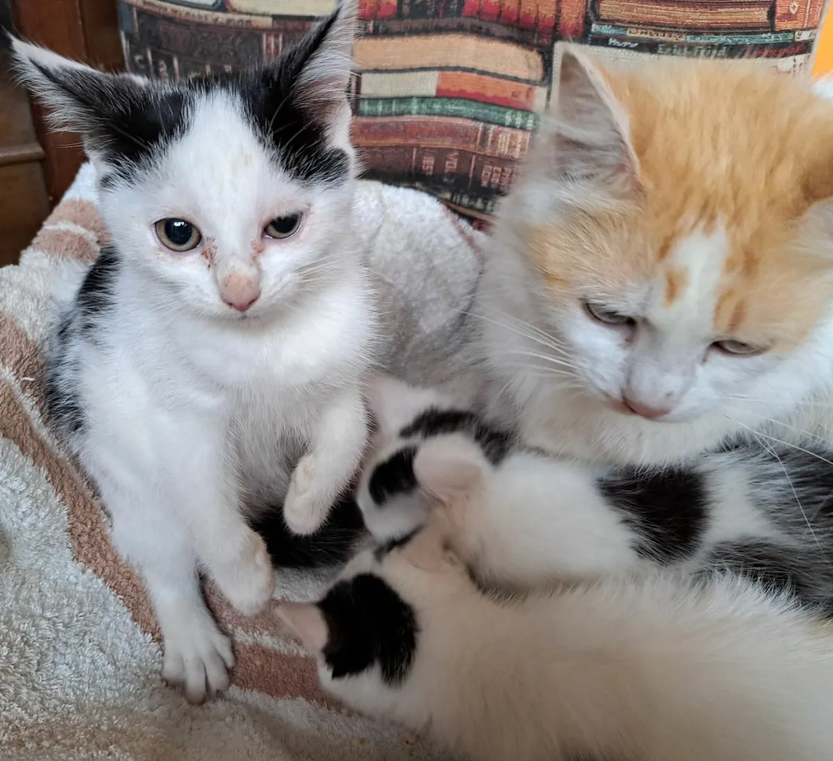 Kittens - Image 3