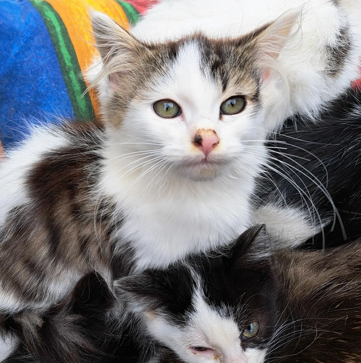 Kittens - Image 4