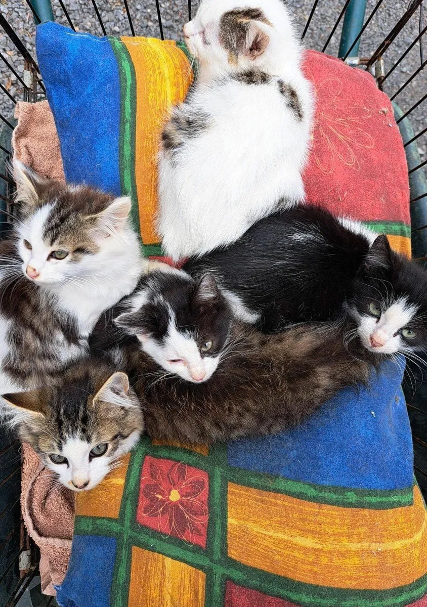 Kittens - Image 1