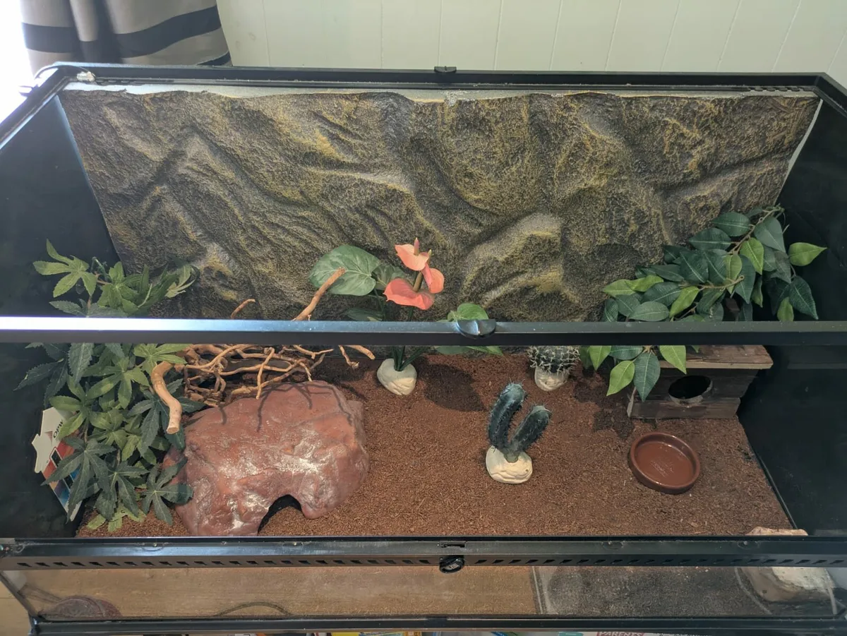 Reptile Terrarium - Image 1