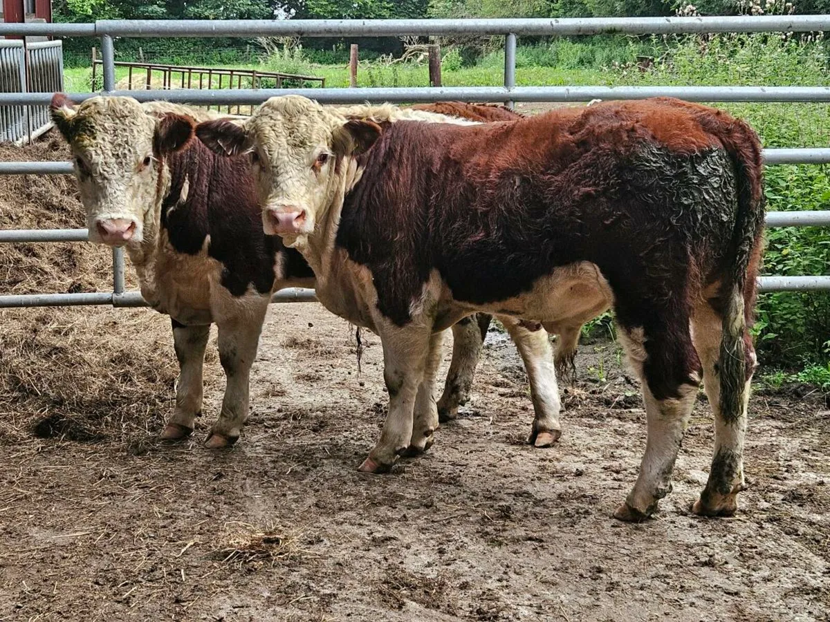2 PB Hereford bulls for sale - Image 1