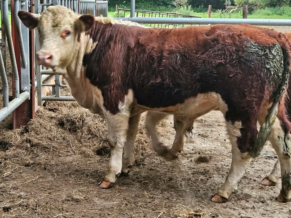 2 PB Hereford bulls for sale - Image 2