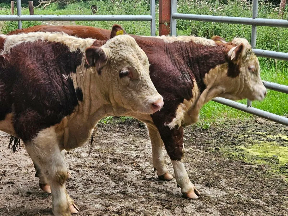 2 PB Hereford bulls for sale - Image 3