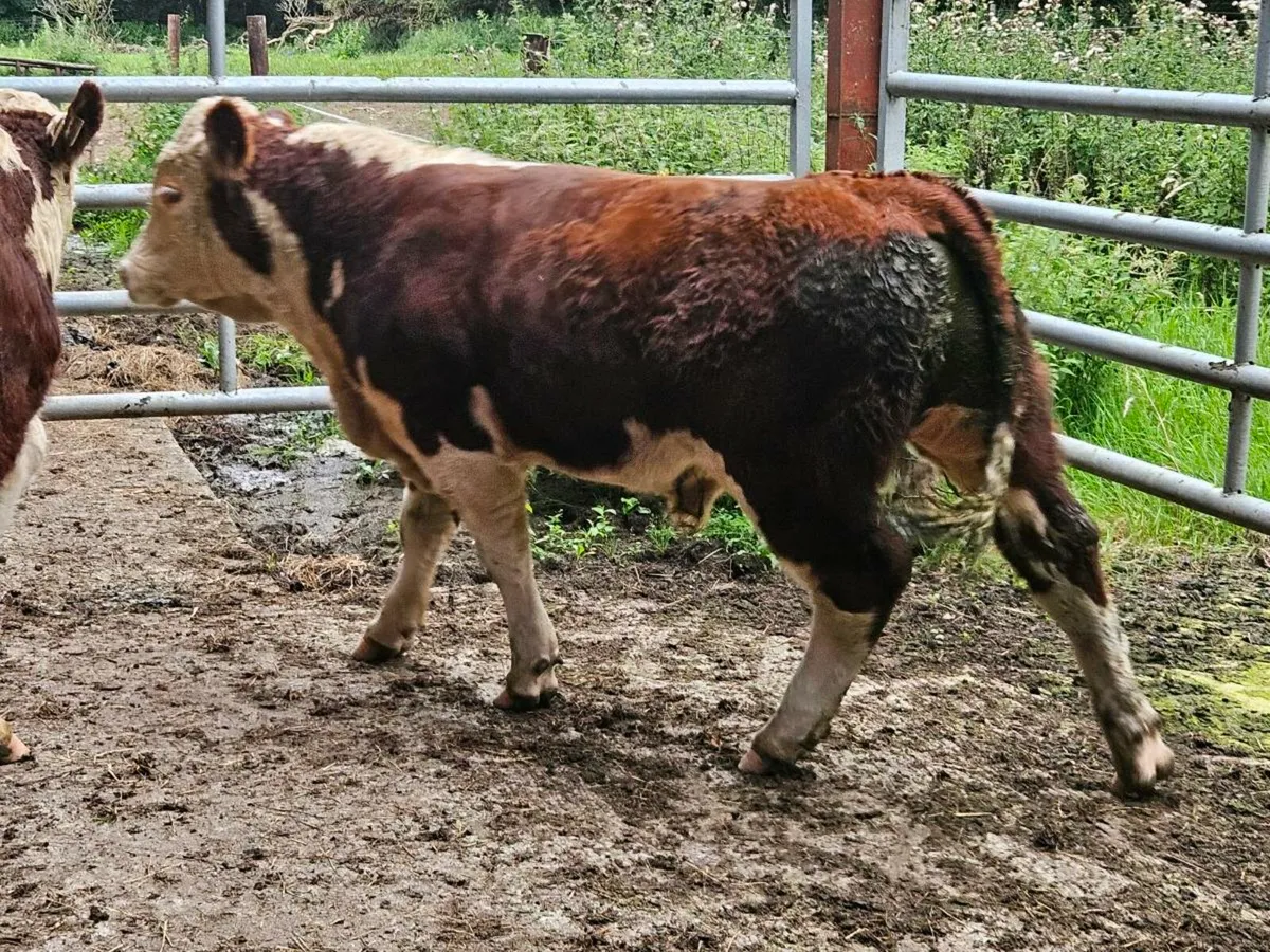 2 PB Hereford bulls for sale - Image 4