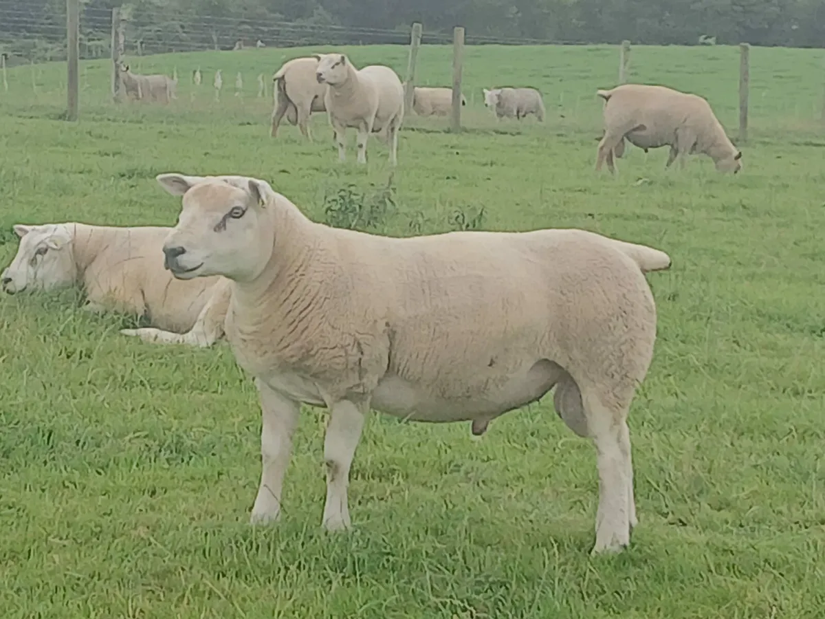 PB Texel Hogget Rams and Charltex Hogget  rams - Image 1