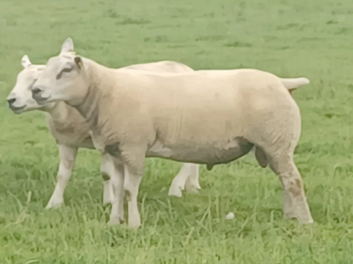 PB Texel Hogget Rams and Charltex Hogget  rams - Image 3